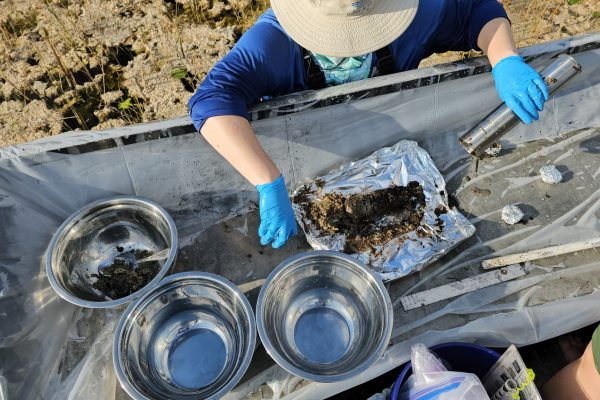 photo of a worker collecting a core sample from the everglades
