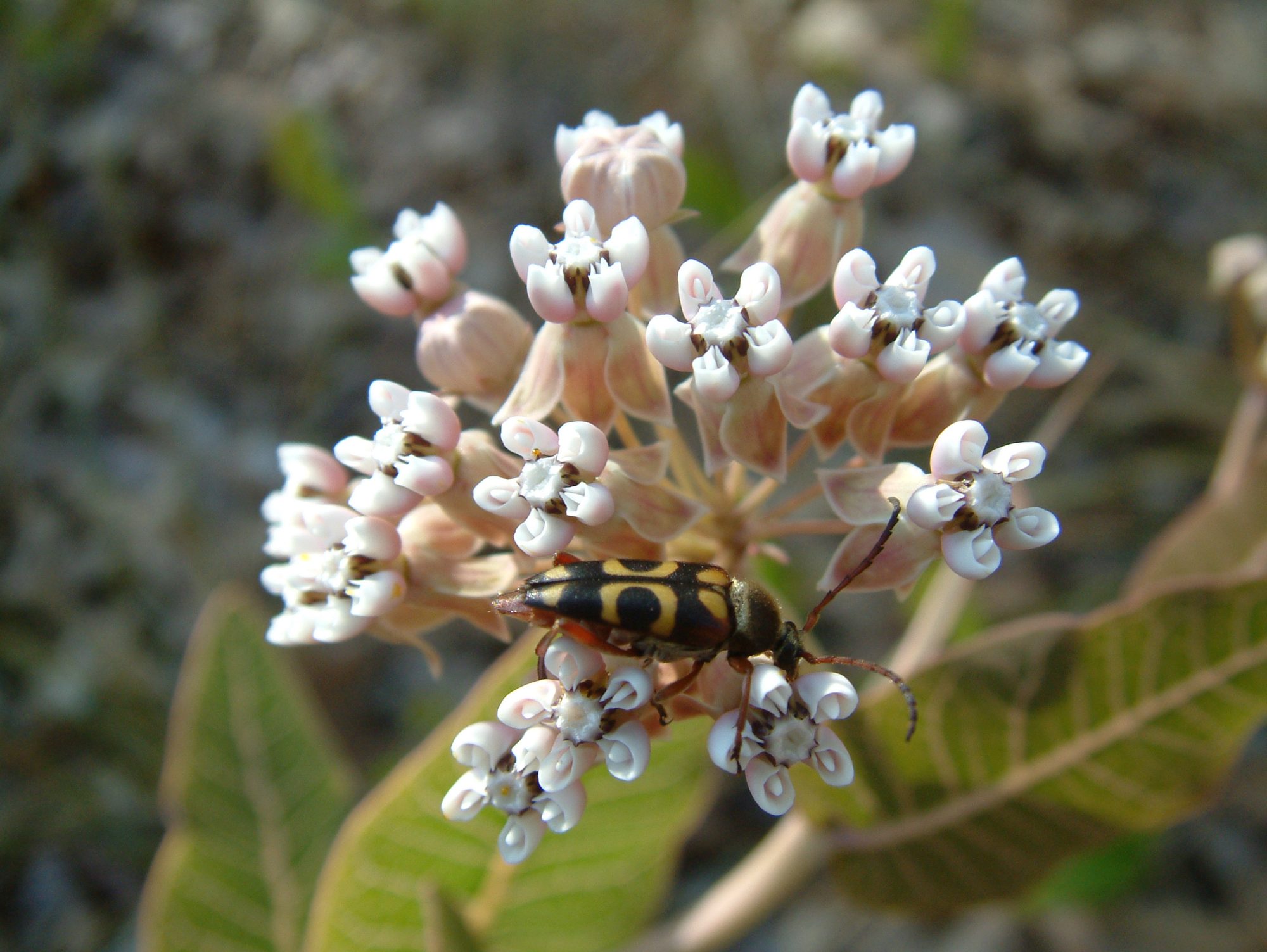 A black-and-yellow beetle rests on clusters of pale pink and white pinewoods milkweed flowers, surrounded by green leaves.