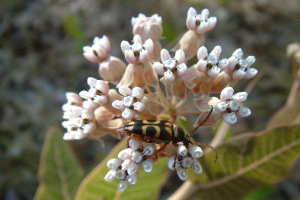 A black-and-yellow beetle rests on clusters of pale pink and white pinewoods milkweed flowers, surrounded by green leaves.