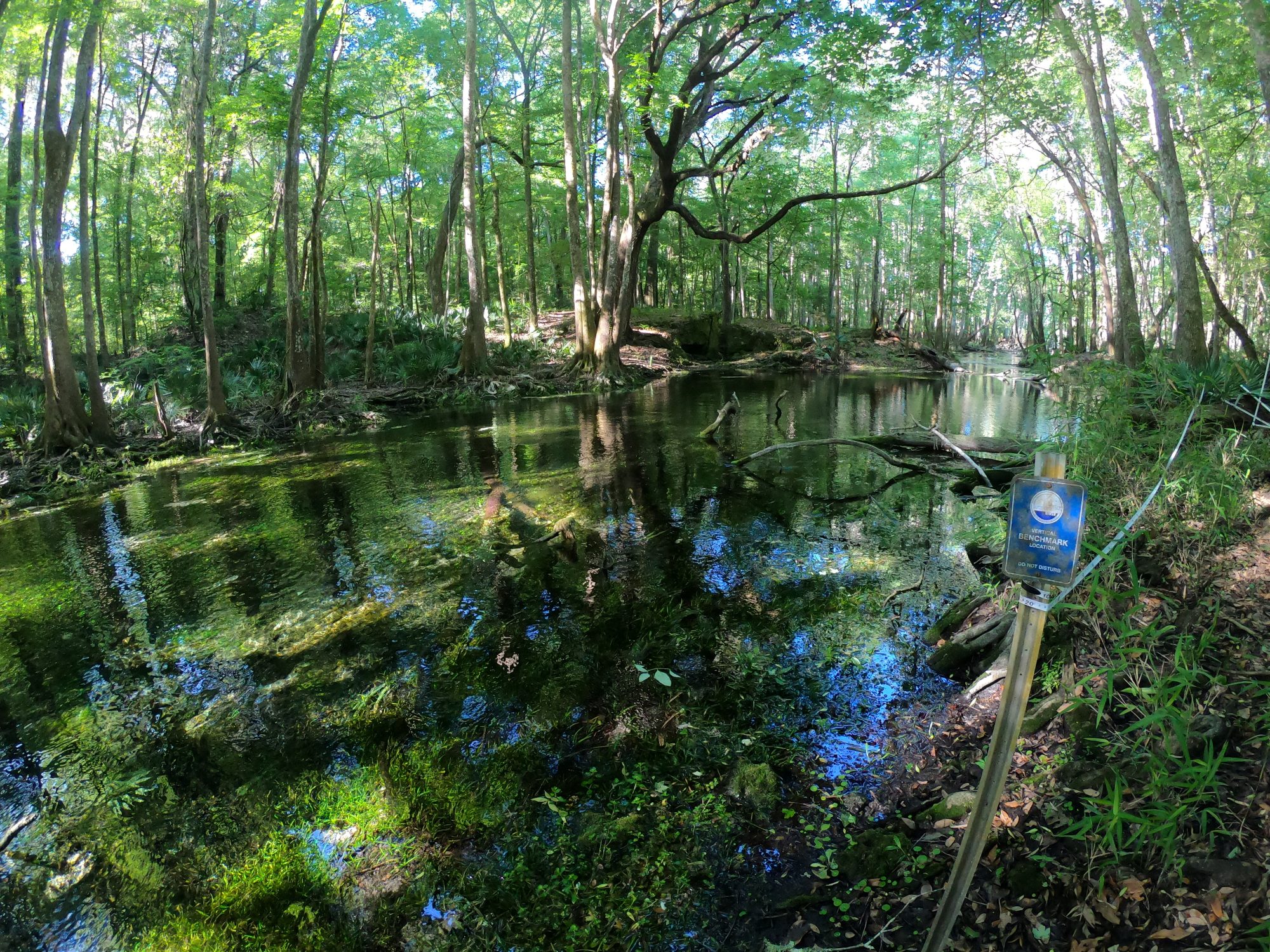 A clear, shallow spring-fed pond surrounded by dense forest, with submerged aquatic vegetation and a vertical benchmark location sign on the right bank.