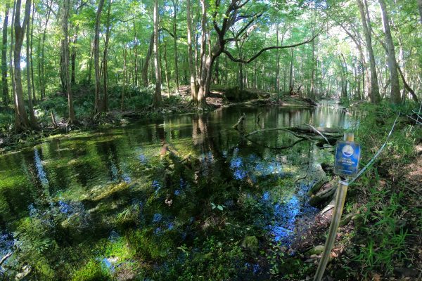 A clear, shallow spring-fed pond surrounded by dense forest, with submerged aquatic vegetation and a vertical benchmark location sign on the right bank.