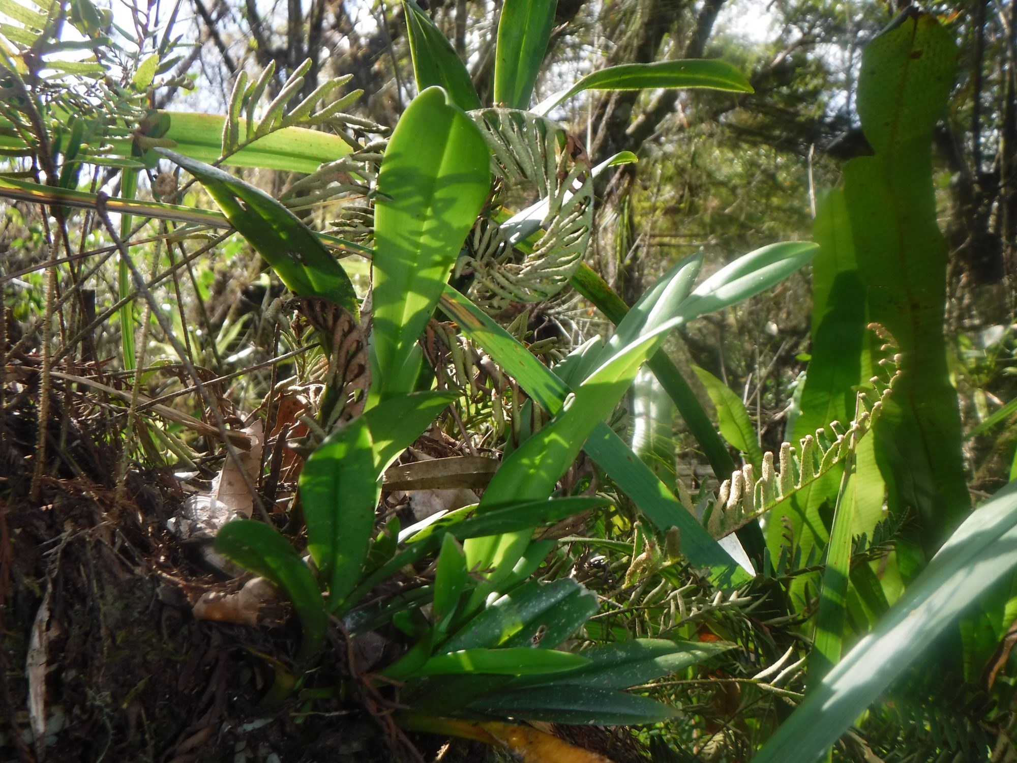 Sunlight filters through dense vegetation, highlighting broad green bromeliad leaves and delicate fern fronds growing among tangled branches and leaf litter.