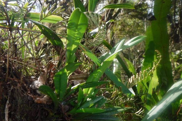 Sunlight filters through dense vegetation, highlighting broad green bromeliad leaves and delicate fern fronds growing among tangled branches and leaf litter.
