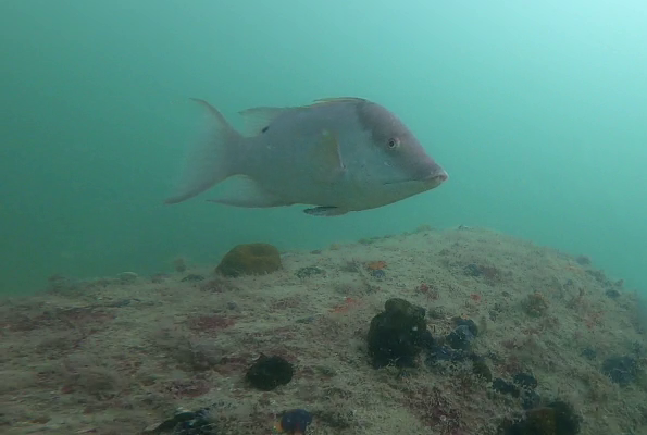 A hogfish swims above a sandy seafloor scattered with algae, sponges, and other marine growth at an artificial reef site.