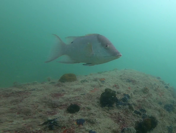A hogfish swims above a sandy seafloor scattered with algae, sponges, and other marine growth at an artificial reef site.