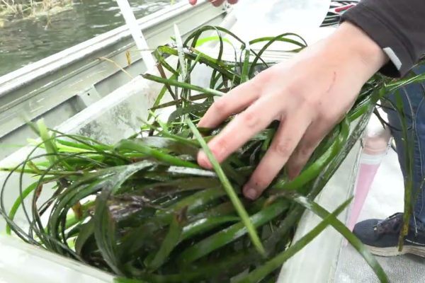 Frame of a video showing submerged aquatic vegetation collected to be weighed.