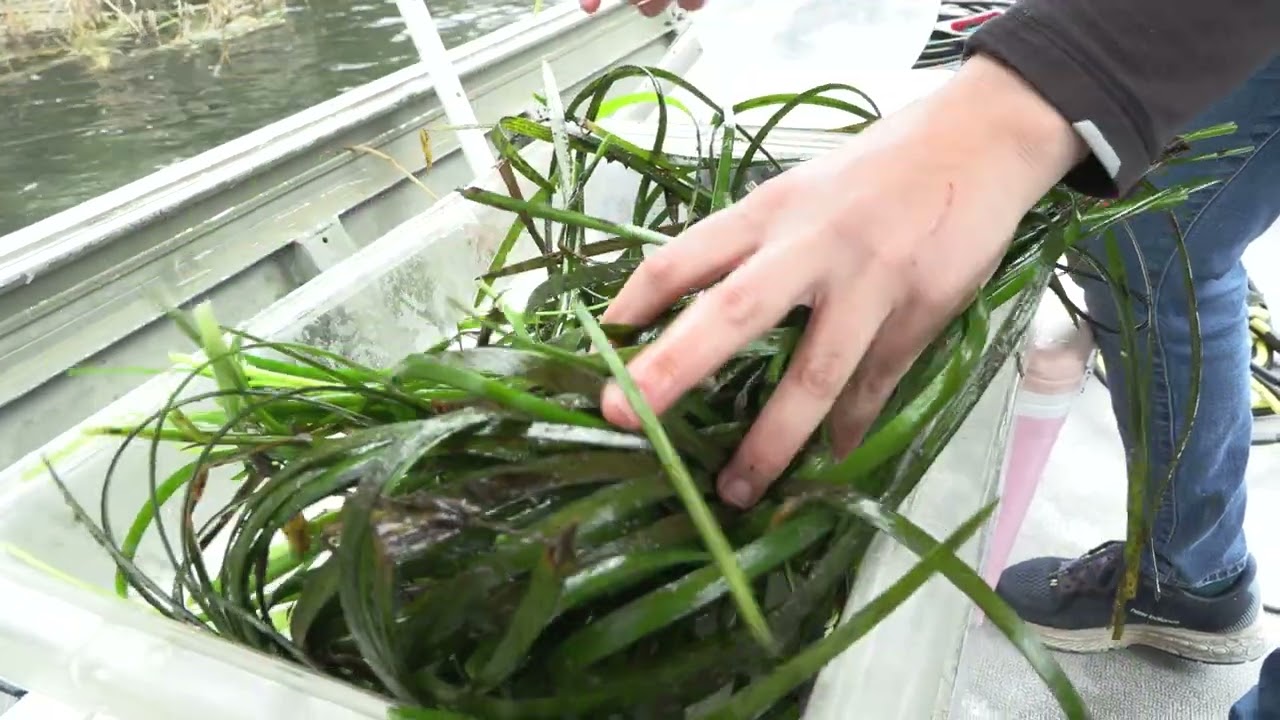 Frame of a video showing submerged aquatic vegetation collected to be weighed.