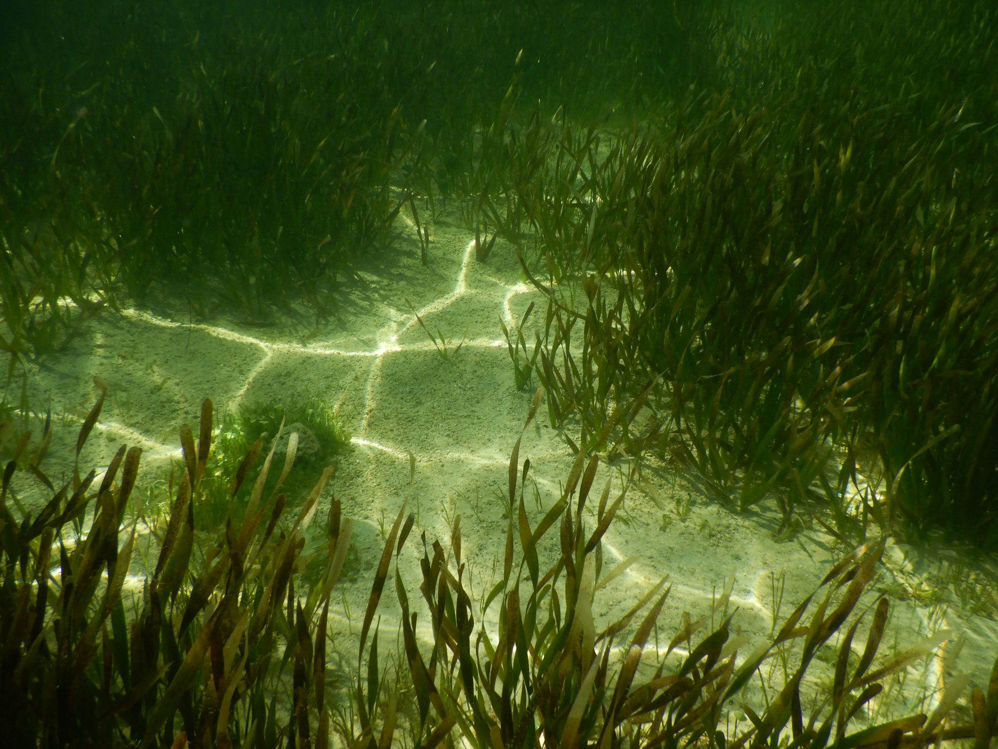 underwater photo of turtle grass growing on a restoration site in the florida keys