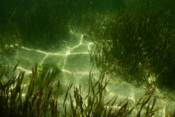 underwater photo of turtle grass growing on a restoration site in the florida keys