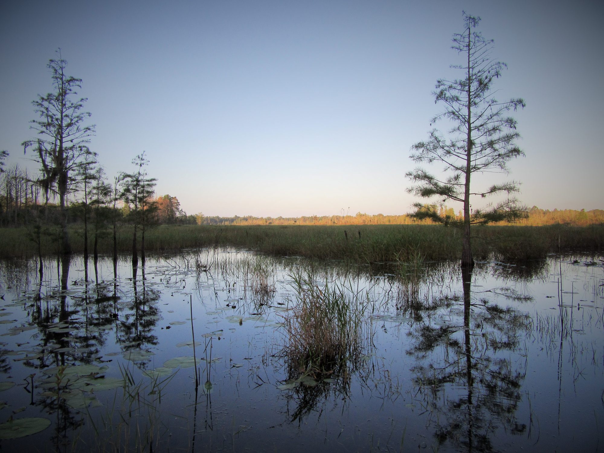 Low light photo of a marsh at sunrise.