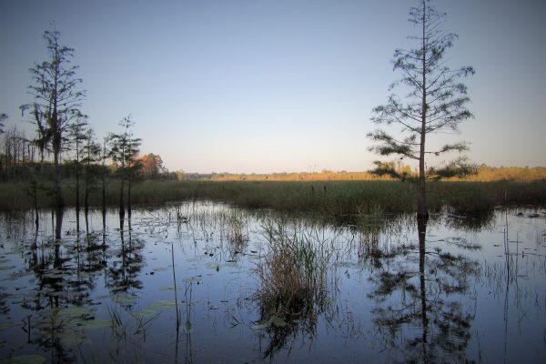Low light photo of a marsh at sunrise.