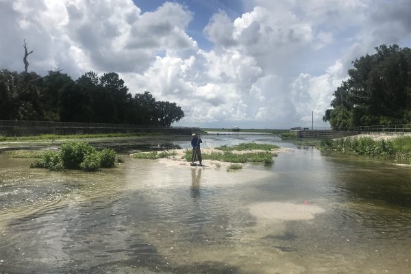 Photo of a scientist collecting a sediment sample in the tailwaters of a stormwater fed creek.